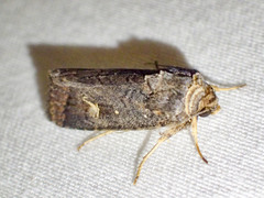 Proteuxoa hydraecioides