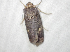 Proteuxoa hydraecioides