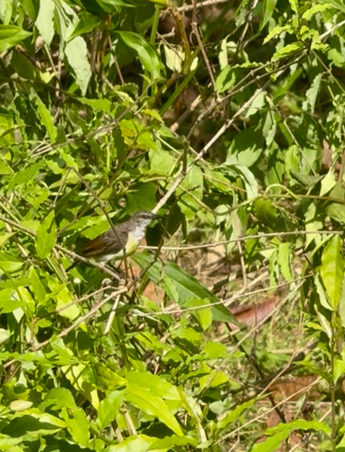 Purple-rumped Sunbird