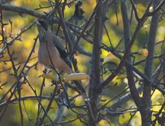 Garrulus lanceolatus