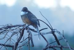 Pterorhinus albogularis