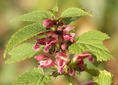 Lamium orvala
