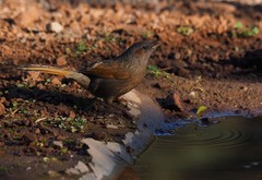 Trochalopteron lineatum