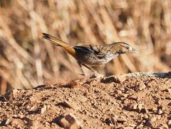 Ianthocincla rufogularis