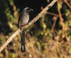 Dendrocitta formosae