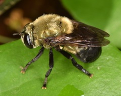 Microdon megalogaster
