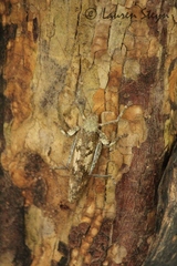 Cymatomerella spilophora