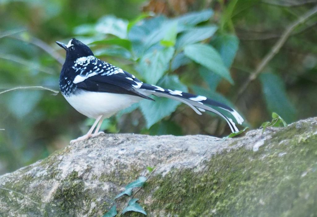 Spotted Forktail photo