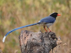 Urocissa erythroryncha
