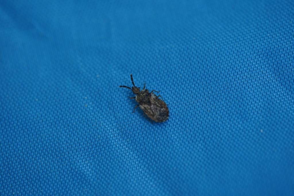 pale-shouldered flatbug