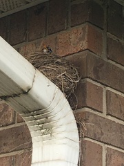 Turdus migratorius achrusterus