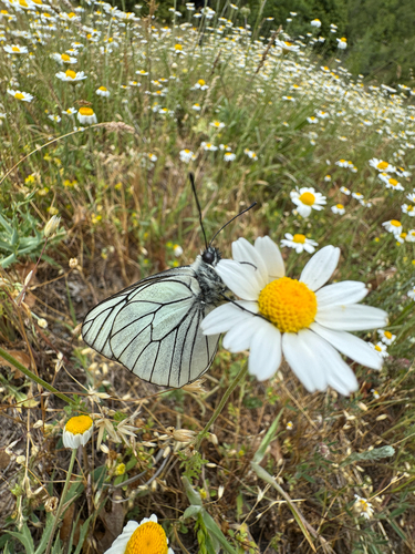 Black-veined White