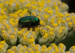 Cryptocephalus sericeus