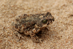 Poyntonophrynus fenoulheti