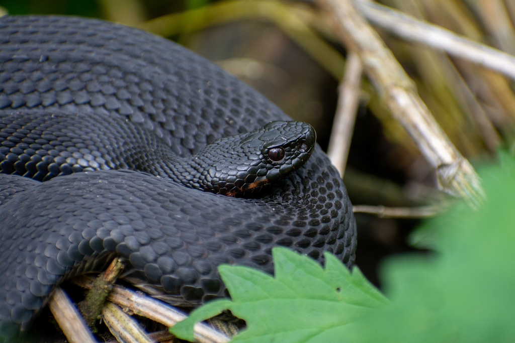 Nikolsky's Viper