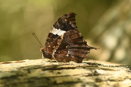 Silver-studded Leafwing