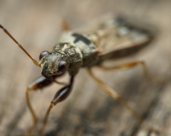 Pseudopachybrachius guttus