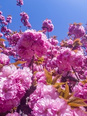 Prunus serrulata