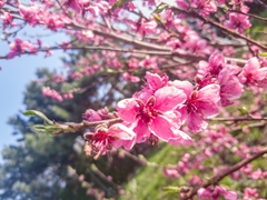 Prunus serrulata
