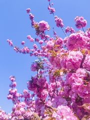 Prunus serrulata