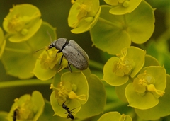 Mycterus curculioides