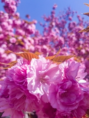 Prunus serrulata
