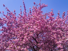 Prunus serrulata