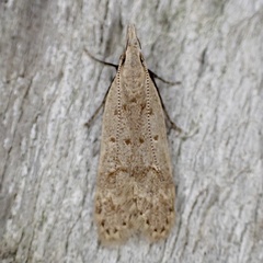 Dichomeris punctidiscellus