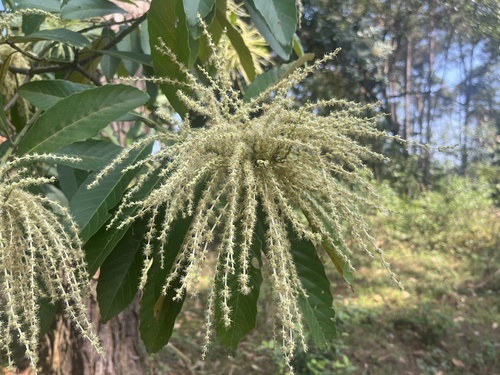 Castanopsis fissa