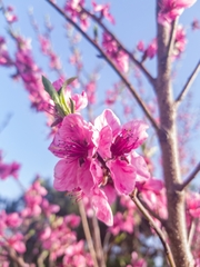 Prunus serrulata