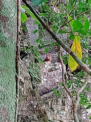 Sulawesi Palm Civet photo 3