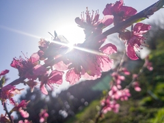 Prunus serrulata