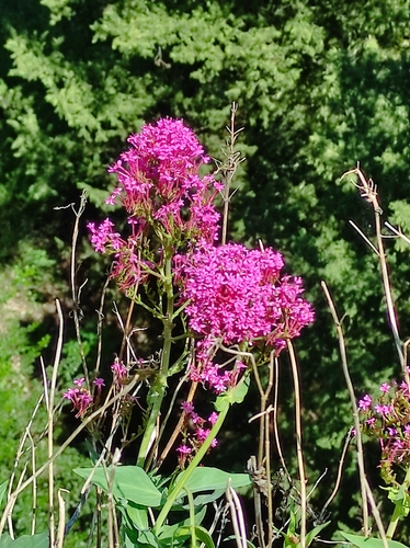 Red Valerian