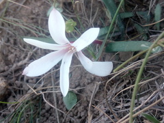 Apodolirion amyanum