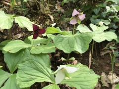 Trillium sulcatum