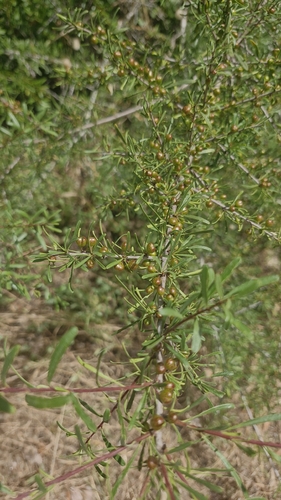 Rhamnus lycioides, photograph 5