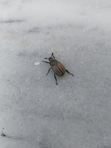 Blitopertha lineolata