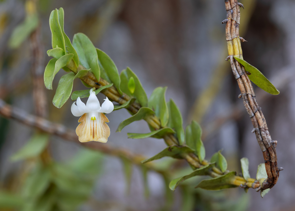 Dendrobium ellipsophyllum Tang & F.T.Wang 3