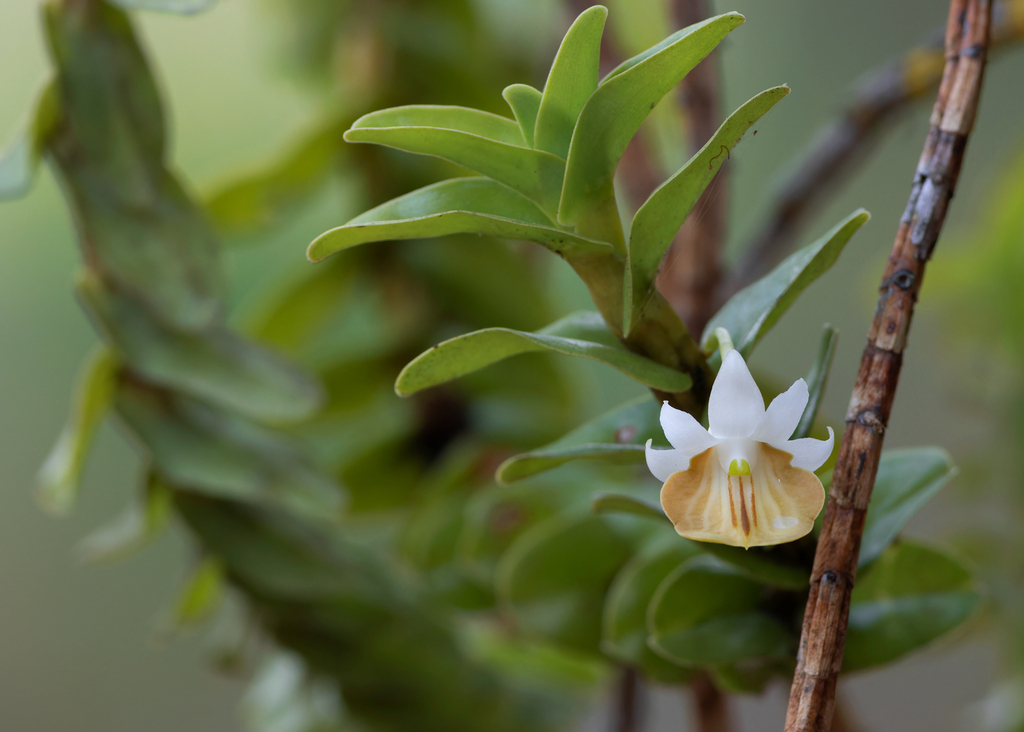 Dendrobium ellipsophyllum Tang & F.T.Wang 4