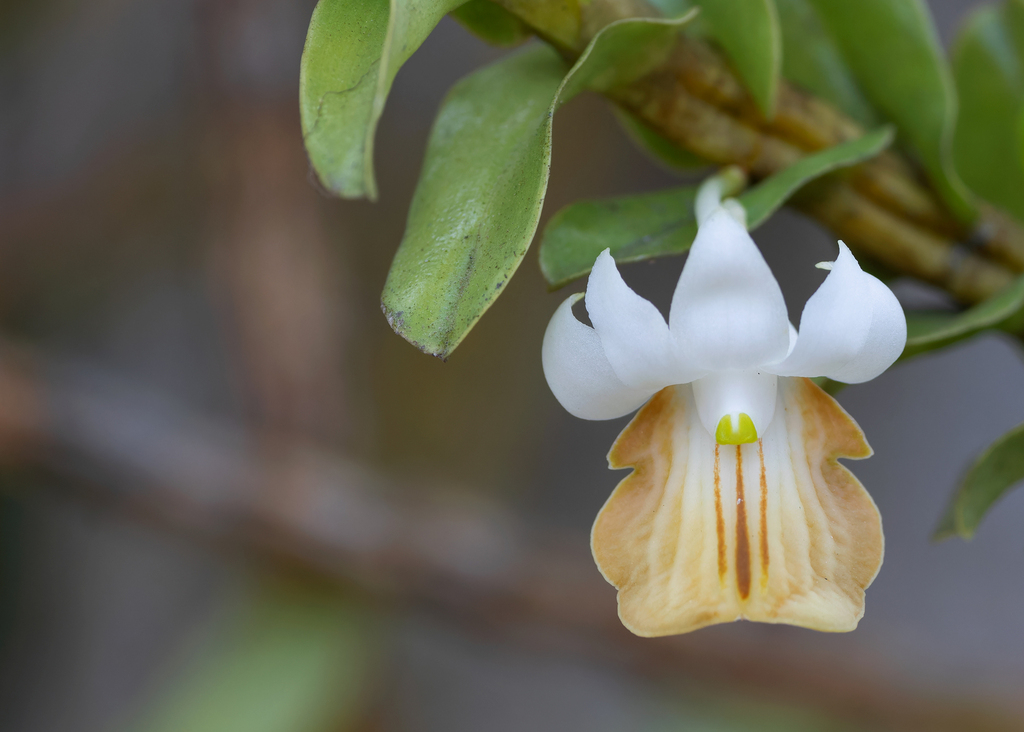 Dendrobium ellipsophyllum Tang & F.T.Wang 2