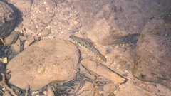 Barbatula barbatula