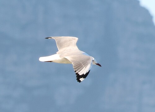 iNaturalist image
