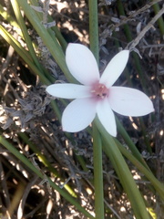 Apodolirion amyanum