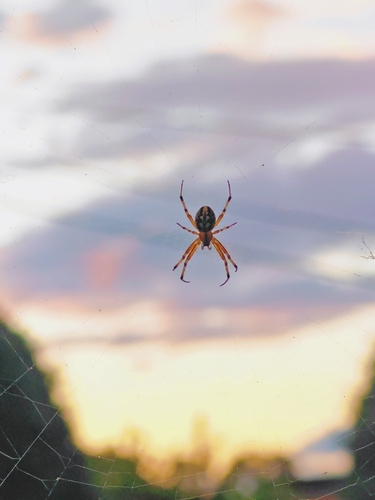 Bordered Orbweaver