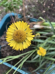 Helenium pinnatifidum