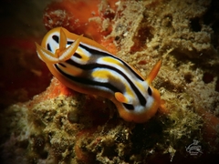 Chromodorididae