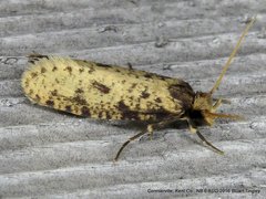 Amydria effrenatella