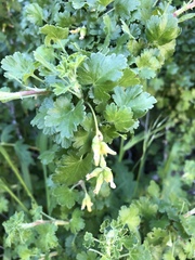 Ribes quercetorum