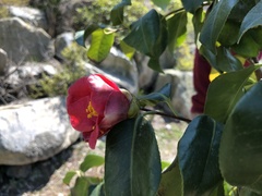 Camellia japonica
