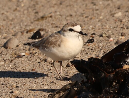 iNaturalist image